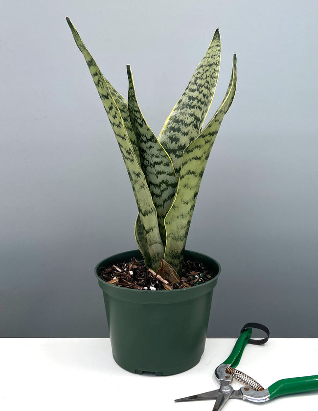 Golden Edge Sansevieria Robusta - Plant Proper - 6" Pot