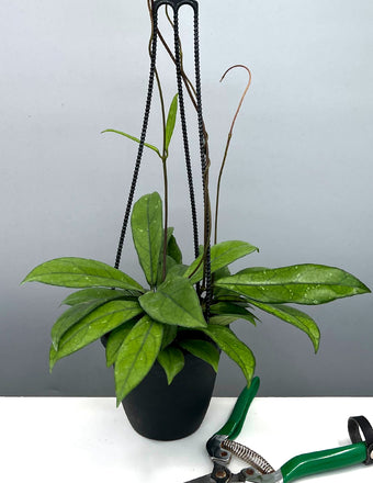 Hoya Crassipetiolata Hanging Basket - Plant Proper - 4" Pot