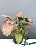 Syngonium Pink Spot - Plant Proper - 6" Pot