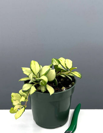 Hoya Heuschkeliana Variegated - Plant Proper - 4" Pot