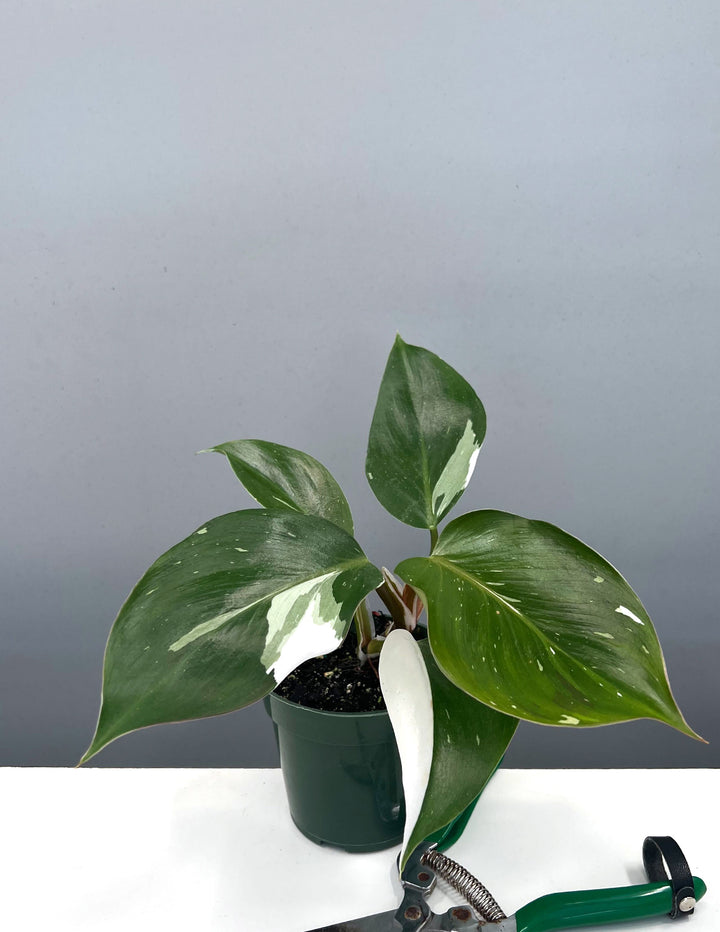 Philodendron White Knight | Houseplants | Always Affordable at Plant Proper