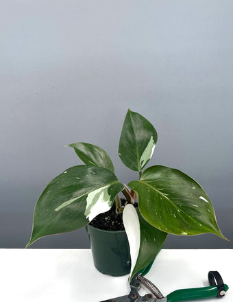 Philodendron White Knight - Plant Proper - 4" Pot