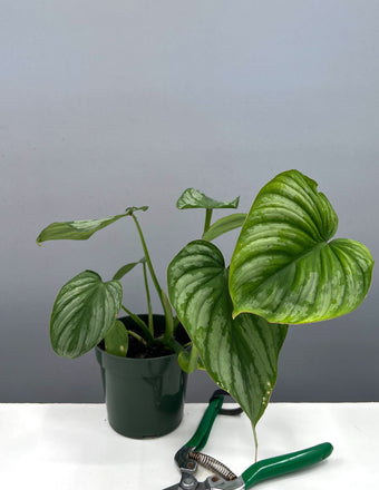 Philodendron Mamei Silver Notched and Blotched - Plant Proper - 4" Pot