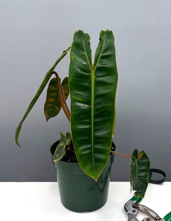 Philodendron Billietiae Notched and Blotched - Plant Proper - 4" Pot