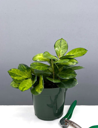Hoya Australis Lisa - Plant Proper - 4" Pot
