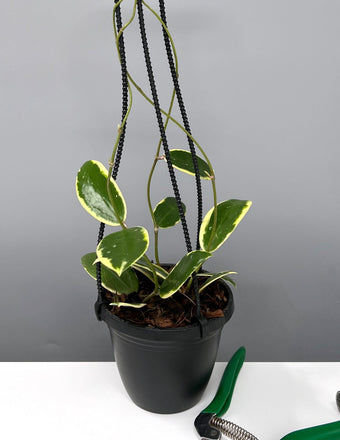 Hoya Acuta Albomarginata Hanging Basket - Plant Proper - 4" Pot