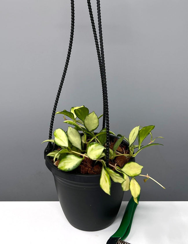 Hoya Heuschkeliana Variegated Hanging Basket - Plant Proper - 4" Pot