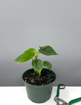 Philodendron Plowmanii - Plant Proper - 6" Pot