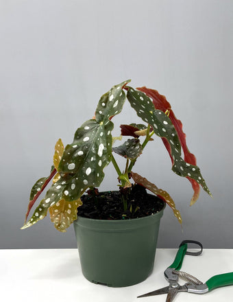 Begonia Maculata - Plant Proper - 6" Pot