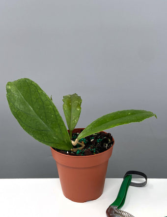 Hoya Ranauensis - Plant Proper - 4" Pot