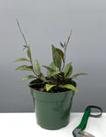 Hoya Parviflora - Plant Proper - 4" Pot