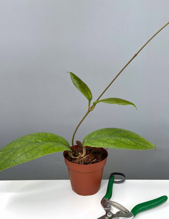 Hoya Vitellinoides - Plant Proper - 4" Pot