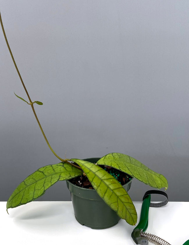 Hoya Kalimantan - Plant Proper - 4" Pot