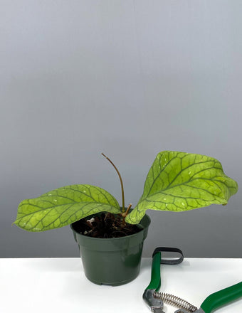Hoya Meredithii - Plant Proper - 4" Pot