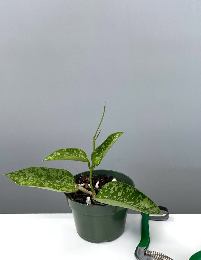 Hoya Pottsii Splash - Plant Proper - 4" Pot