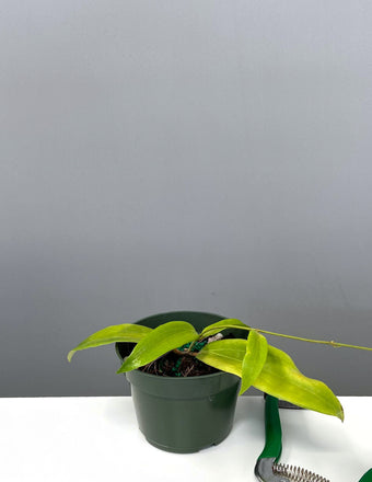 Hoya Siariae Red - Plant Proper - 4" Pot