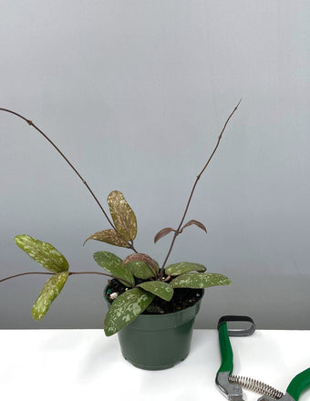 Hoya Sigillatis Round Leaf - Plant Proper - 4" Pot