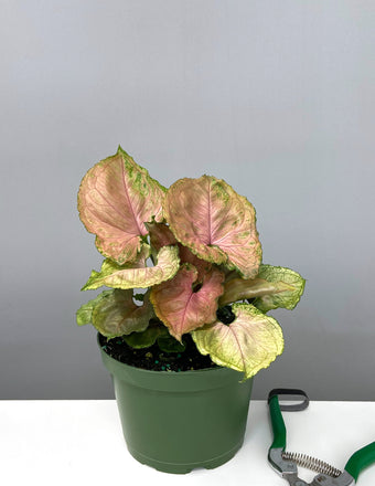 Syngonium Plum Allusion - Plant Proper - 6" Pot