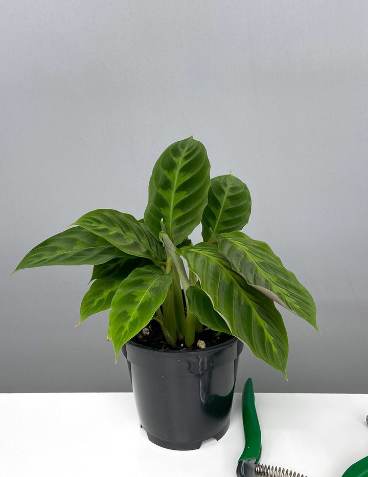 calathea velvet touch Calathea Jungle Velvet