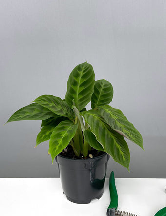 Calathea Jungle Velvet - Plant Proper - 4" Pot