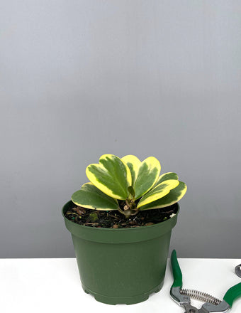 Hoya Kerrii Heart Variegated - Plant Proper - 6" Pot