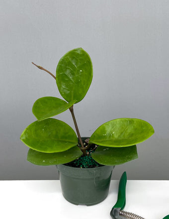 Hoya Davids Green Cup - Plant Proper - 4" Pot