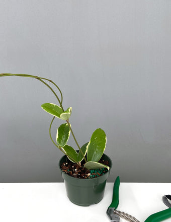Hoya Acuta Albo-Marginata - Plant Proper - 4" Pot
