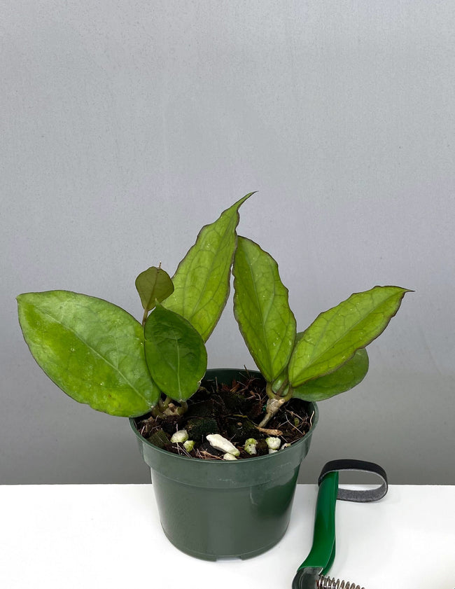 Hoya Puom Siam Ruby - Plant Proper - 4" Pot