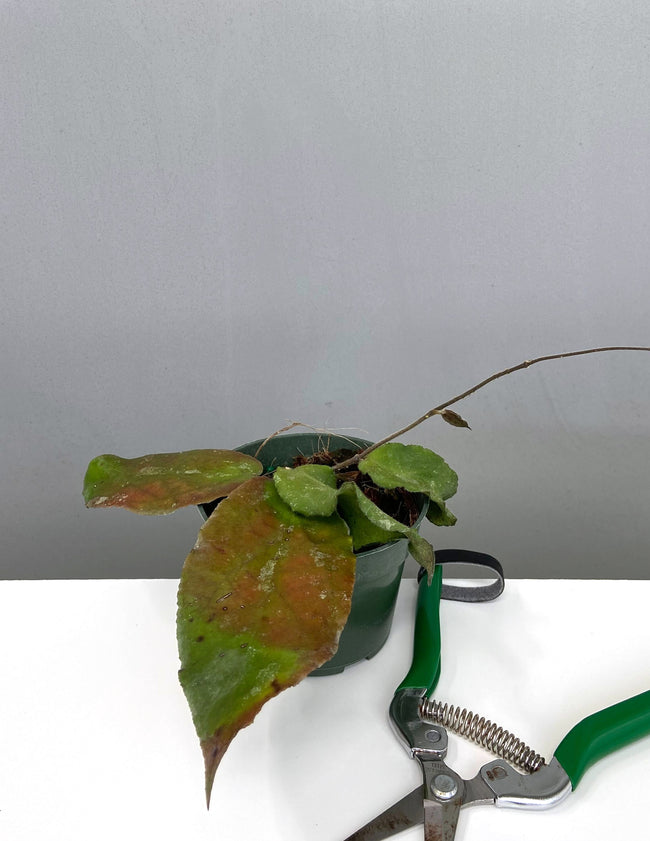 Hoya Caudata Big Green Leaf - Plant Proper - 4" Pot