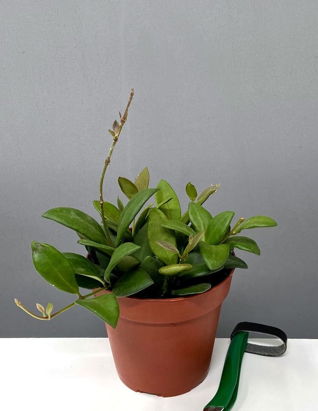 Hoya Burtoniae - Plant Proper - 4" Pot