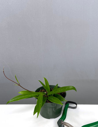 Hoya cv Minibelle - Plant Proper - 4" Pot