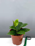 Hoya Brighton - Plant Proper - 4" Pot