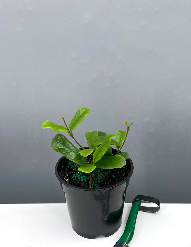 Hoya Rotundiflora - Plant Proper - 4" Pot