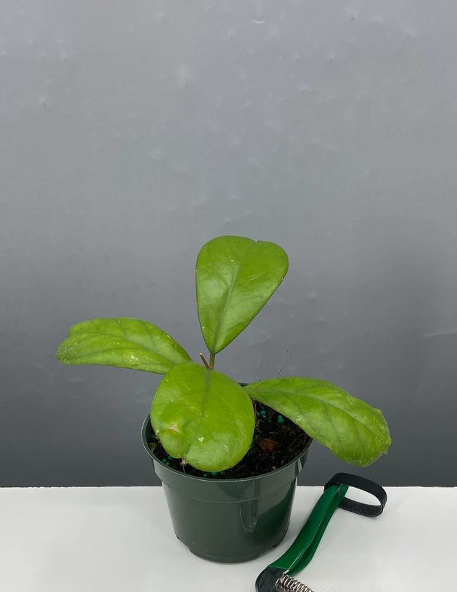 Hoya Viola - Plant Proper - 4" Pot