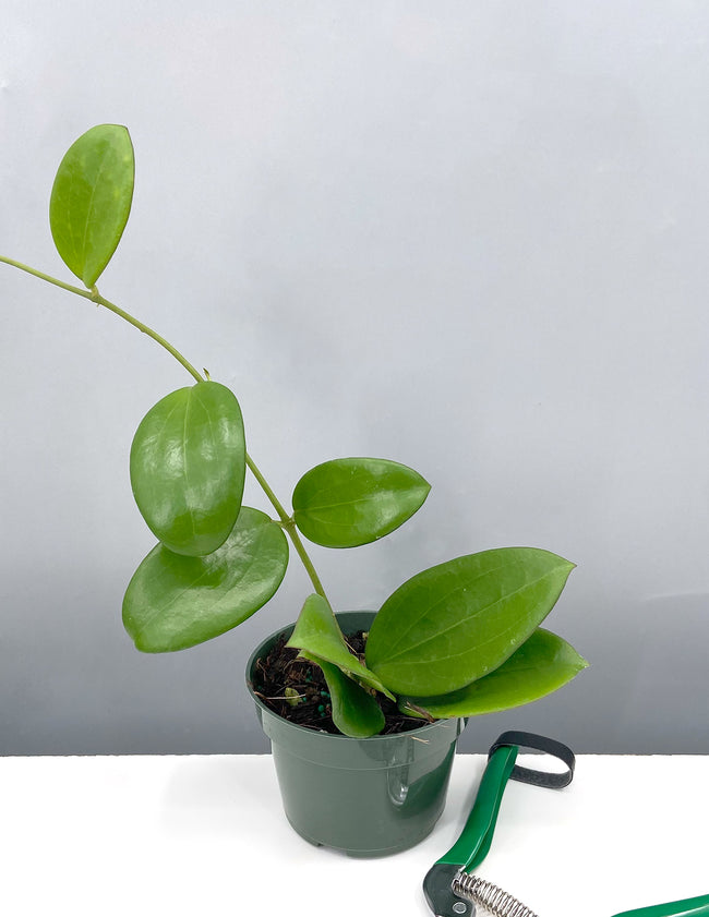 Hoya Idao - House Plant - Plant Proper - 4" Pot