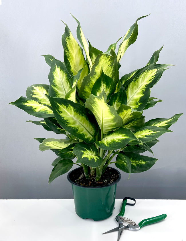 Dieffenbachia Camille - Plant Proper - 6" Pot