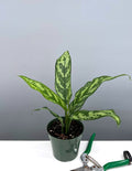 Aglaonema Mary Ann 4" Pot - House Plant - Plant Proper