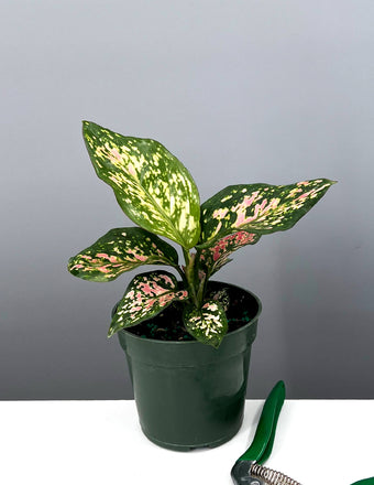 4" Aglaonema Wishes - Chinese Evergreen - Plant Proper