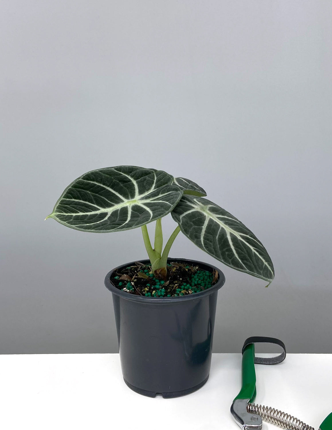 その他観葉植物 Alocasia Black Velvet ninja var NO5 4