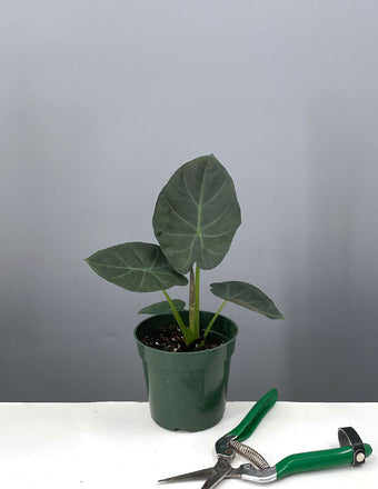 Alocasia Regal Shields - Elephant Ear - Plant Proper - 4"