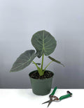 Alocasia Regal Shields - Elephant Ear - Plant Proper - 6"