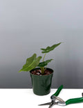 Alocasia Sarian - Plant Proper - 4" Pot