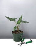 Alocasia Sarian - Plant Proper - 6" Pot