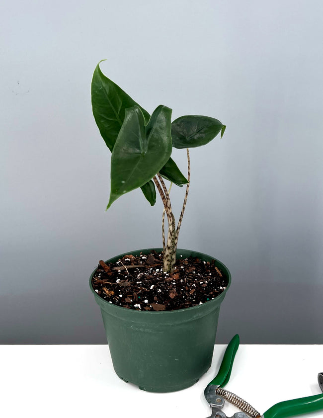 Alocasia Zebrina