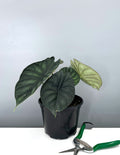 Alocasia Dragon Scale - Plant Proper - 6" Pot