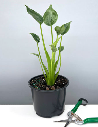 Alocasia Tiny Dancer - Plant Proper - 6" Pot