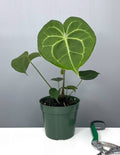 Anthurium Clarinervium - Plant Proper - 4" Pot