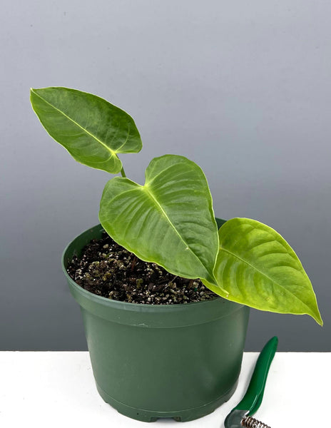 Anthurium Veitchii | King Anthurium | Always Affordable at Plant