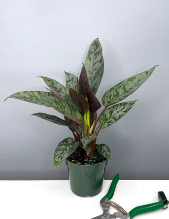 Apoballis Acuminatissima Lavallaei - Plant Proper - 4" Pot