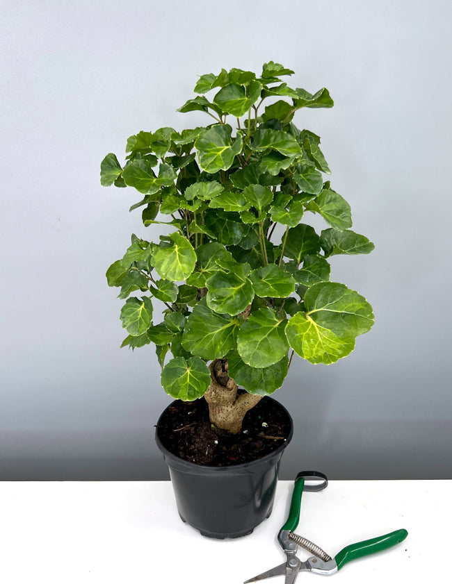 Aralia Balfour Lemon Lime Stump - Plant Proper - 6" Pot 